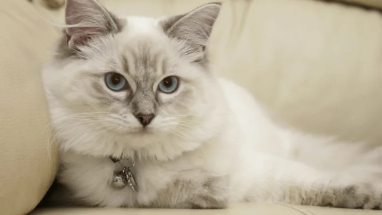 Top Friendliest Type of Cat for Families 43 Friendliest Type of Cat