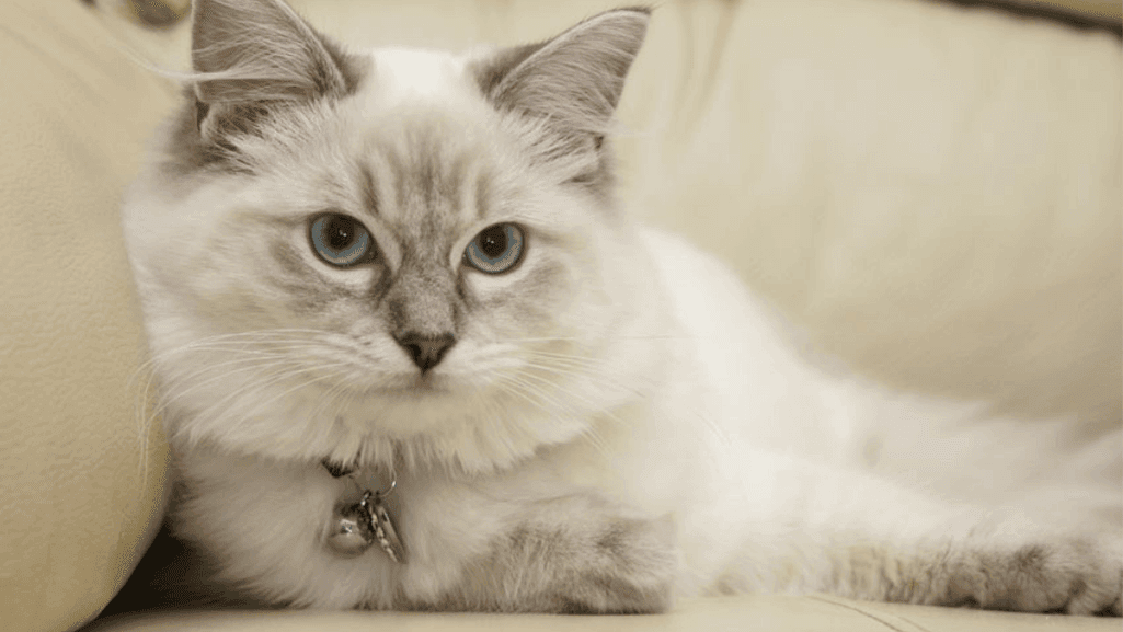 Top Friendliest Type of Cat for Families 1 Friendliest Type of Cat