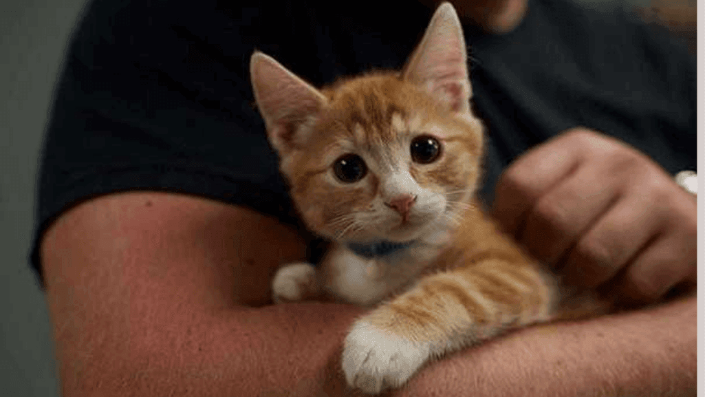 Hypoallergenic Kitten Adoption