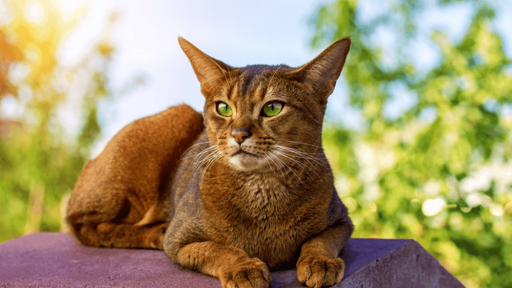 Interactive Abyssinian Cat and Friendliest Type of Cat