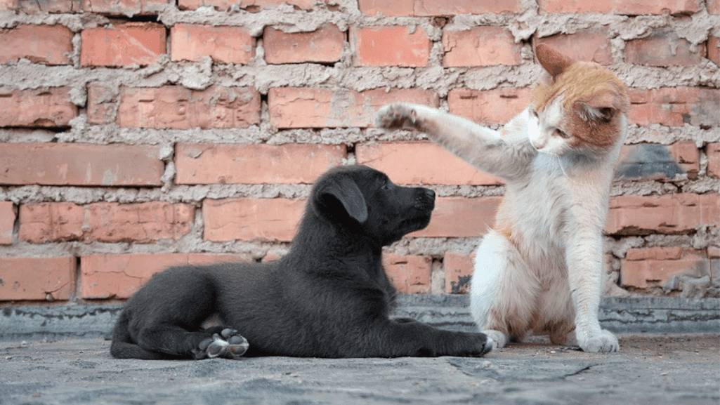 Introducing a puppy to a cat