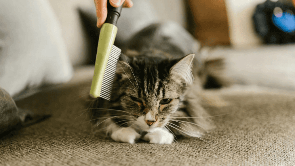 Managing cat shedding at home