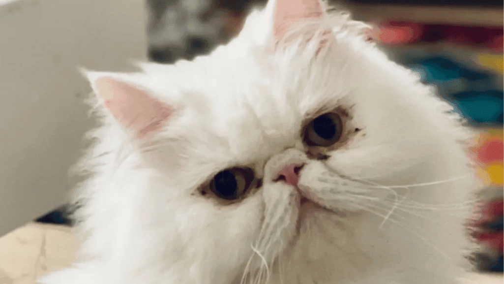Persian cat eyes