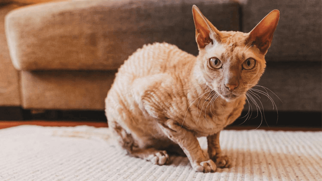 Peterbald cat price