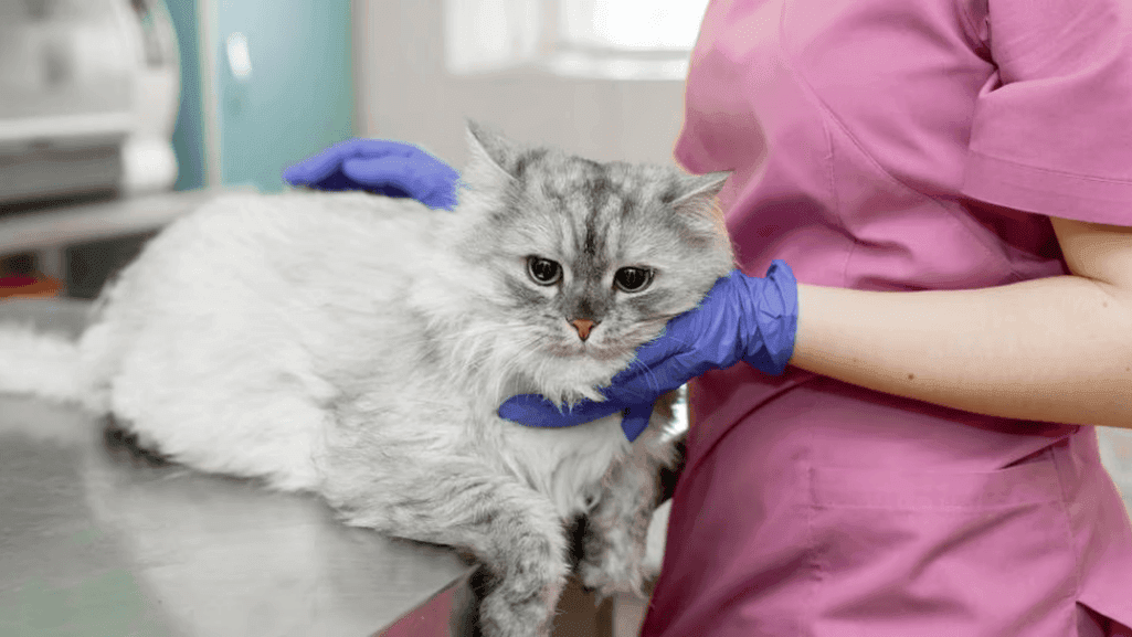 Preventing Cat Infections