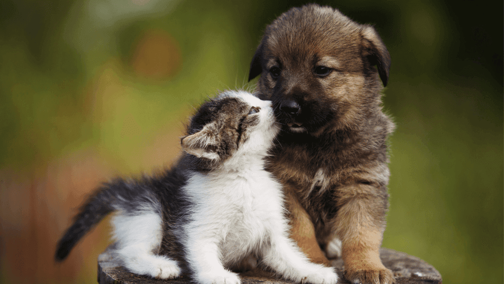 Puppy and Cat Companionship