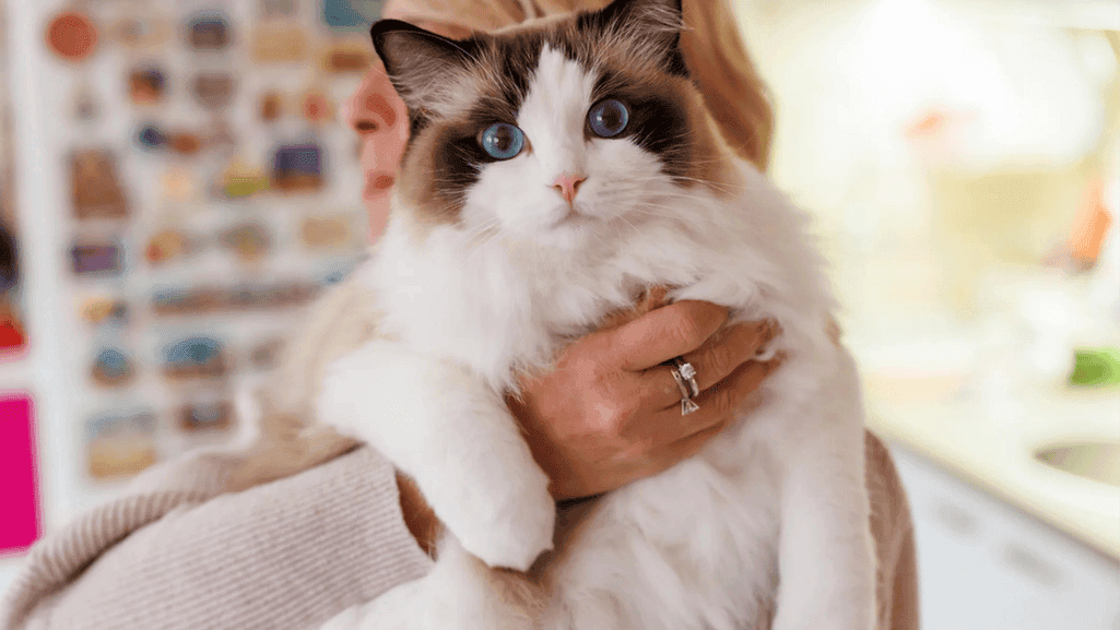 Ragdoll top cats for cuddlingRagdoll top cats for cuddling