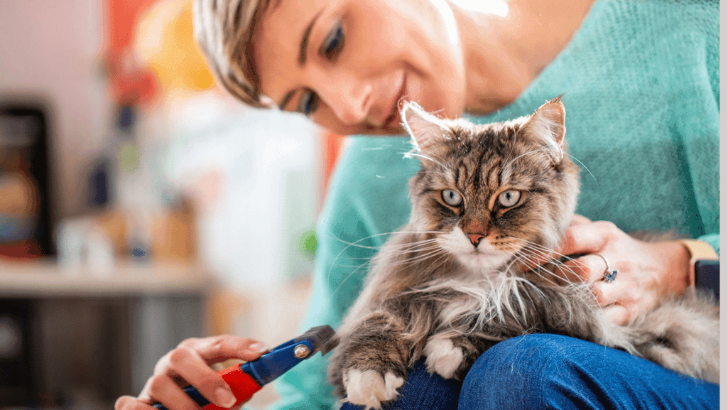 Regular grooming of hypoallergenic cats