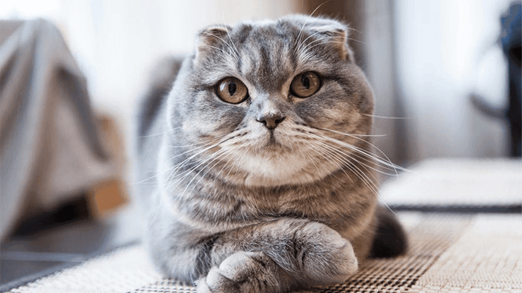 Scottish Fold cat eyes