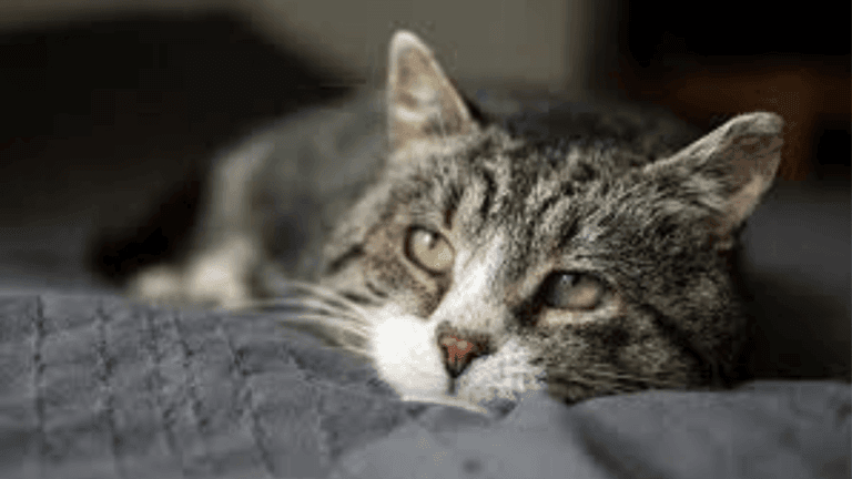 Signs of Cat Dementia