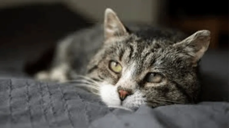 cat dementia signs: What to Look For in Senior Cats 90 Signs of Cat Dementia