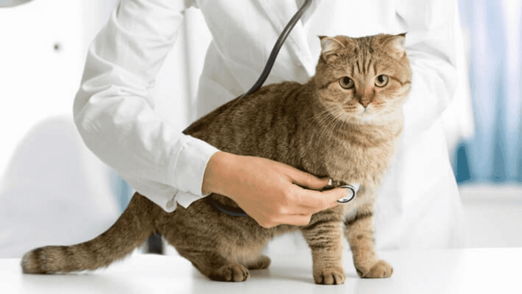 Tabby Cat Veterinary Care
