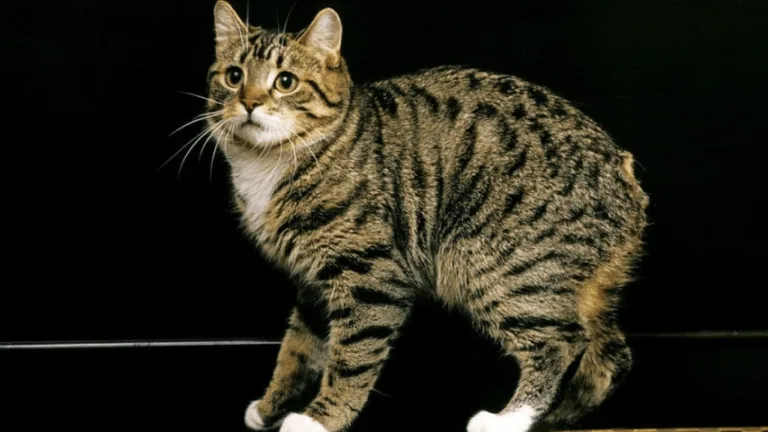 Tabby Cats' Lifespan: How Long Do Tabby Cats Live? 57 Tabby Cats’ Lifespan