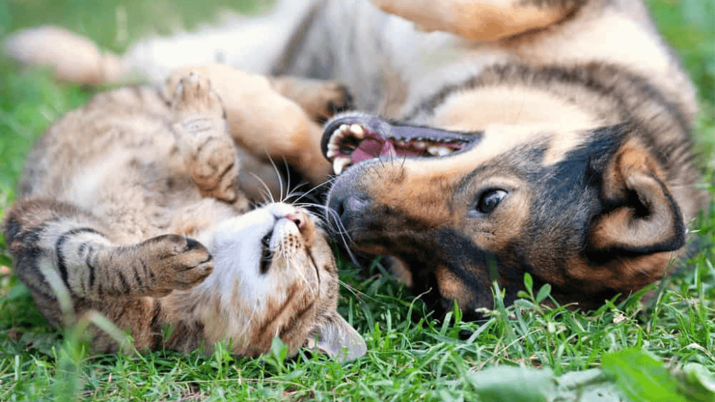 best puppy breeds for cat homes