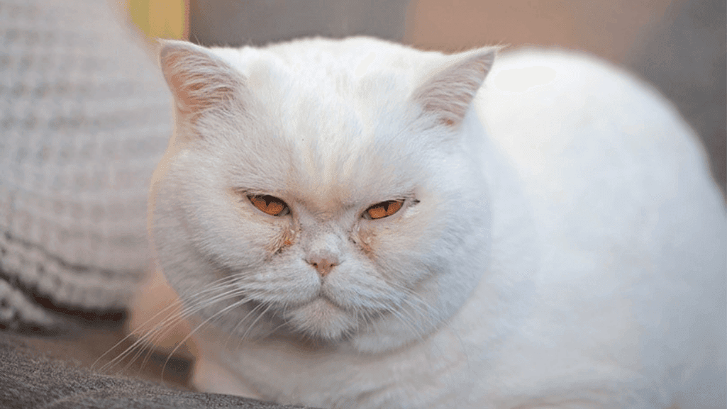 british shorthair eye problems