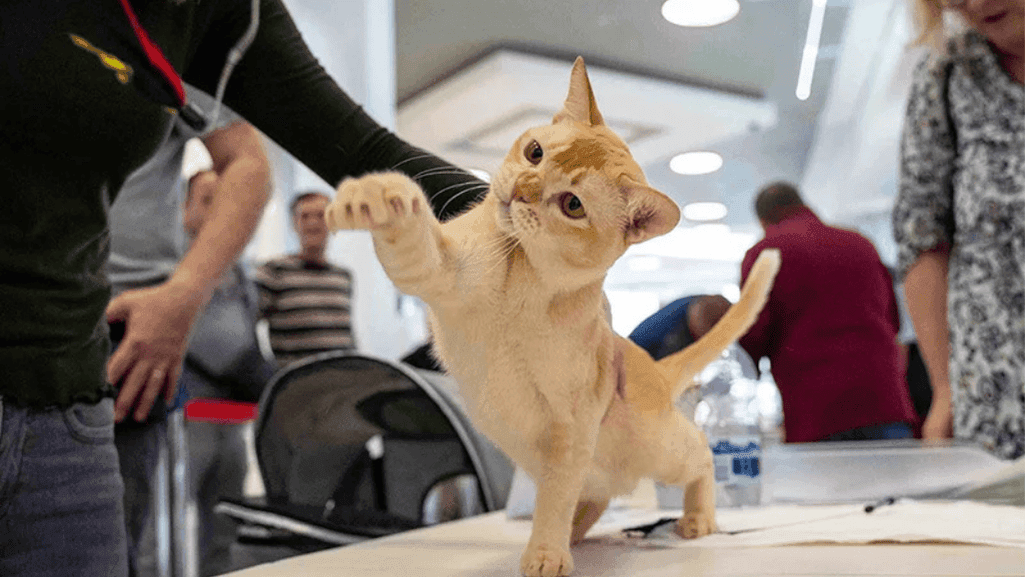 cat behavior training