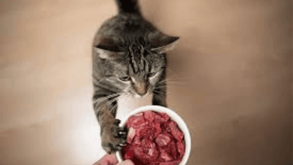 cat food transition