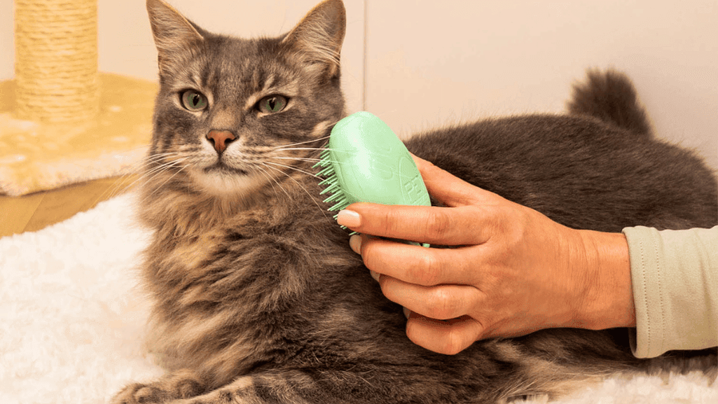 cat grooming techniques
