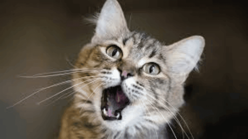 cat molar symptoms