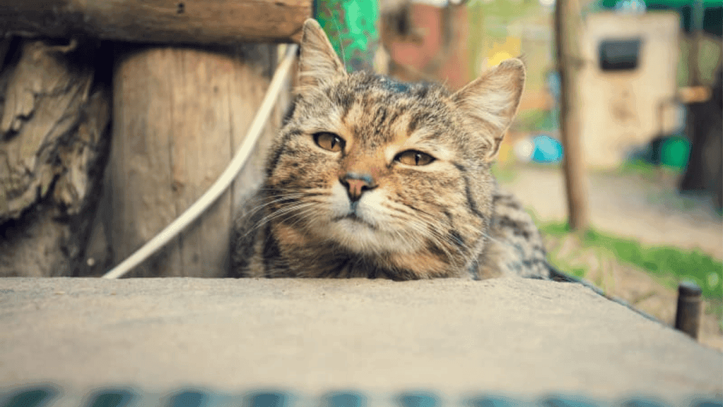 cat parvo symptoms