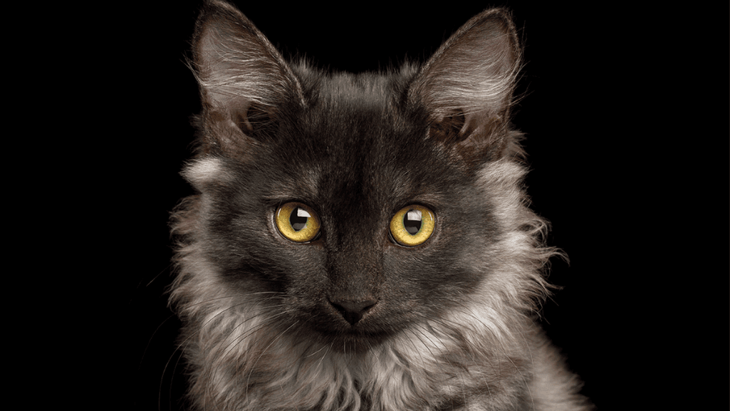 cat parvo treatment
