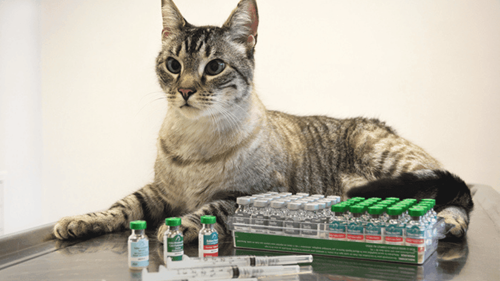 cat parvovirus vaccine