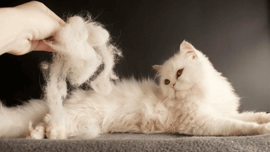cat shedding solution