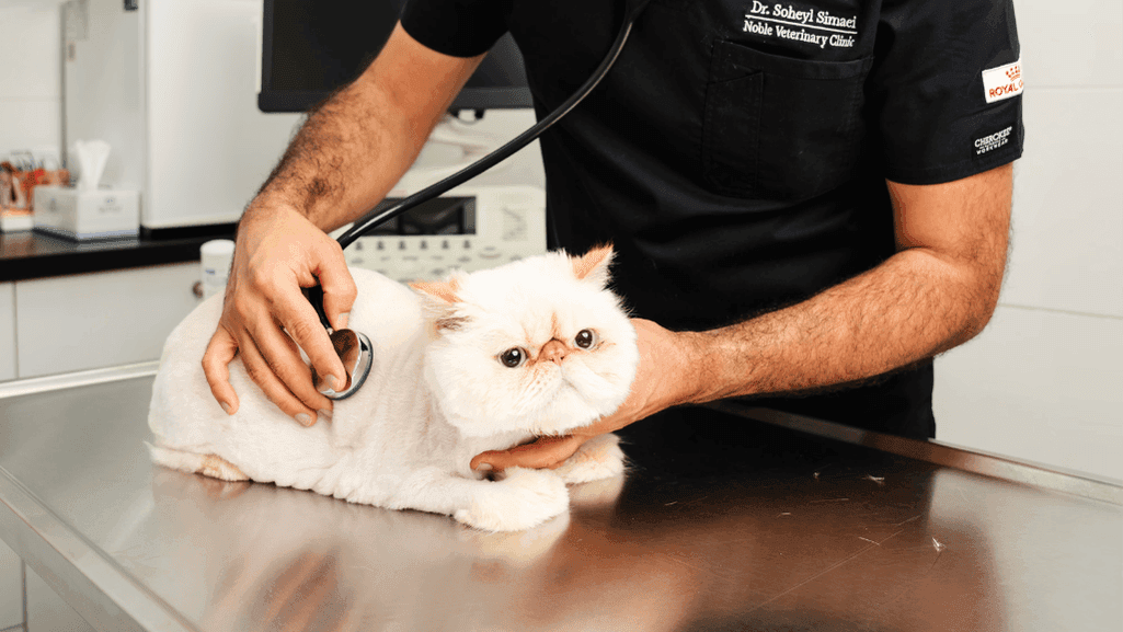 cat skin irritation