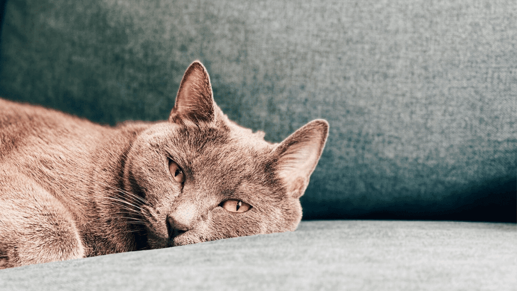 easy cat meal ideas