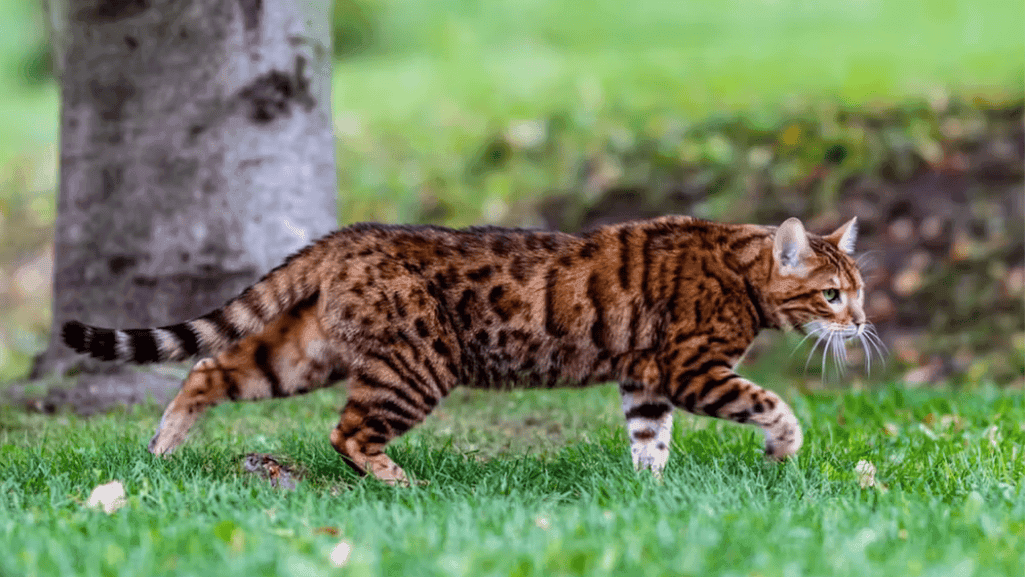 exotic cat breeds as pets