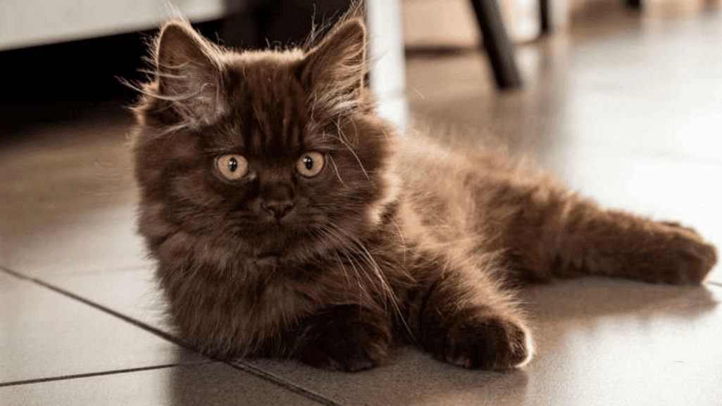 eye-catching cat breed and Cat with Biggest Eyes