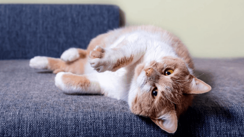 factors influencing cat shedding and Do Long Haired Cats Shed More