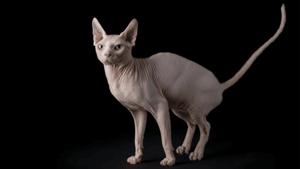 factors influencing hairless cat prices