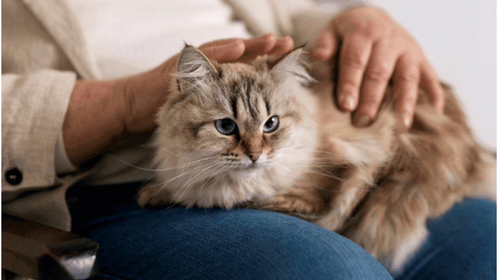 feline parvovirus transmission