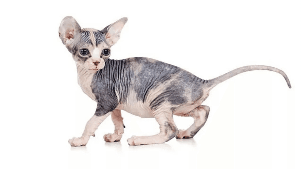 hairless cat breeder donskoy kitten