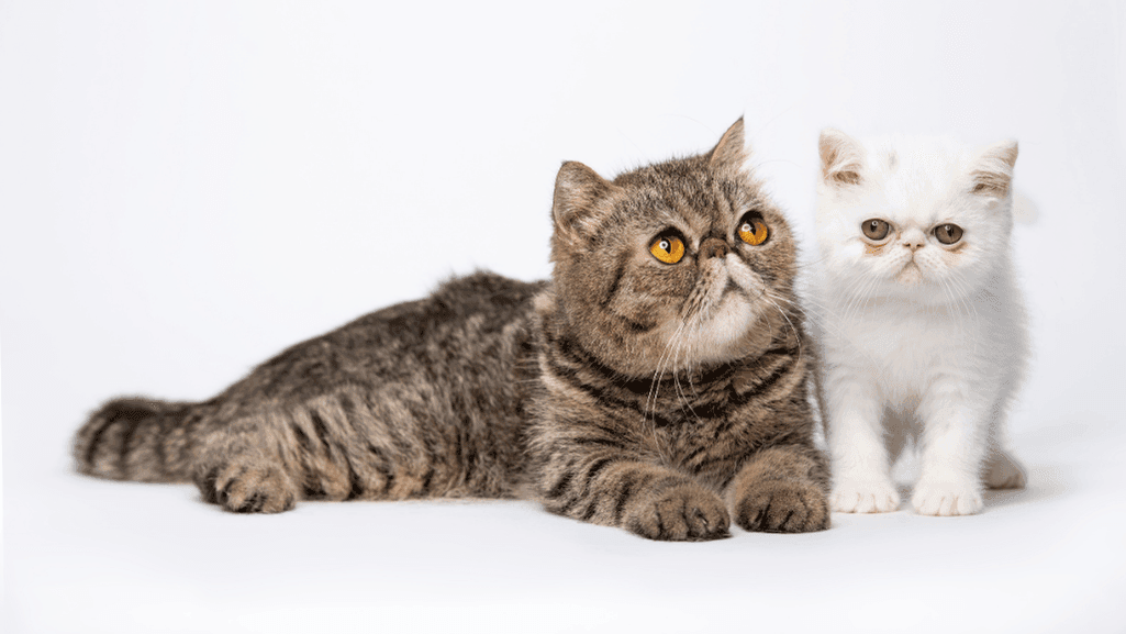 high-cost exotic cats and Exotic Domestic Cats