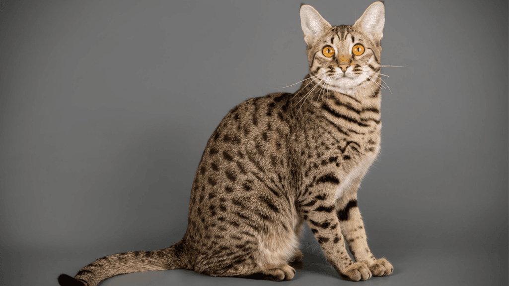 hybrid domestic cats