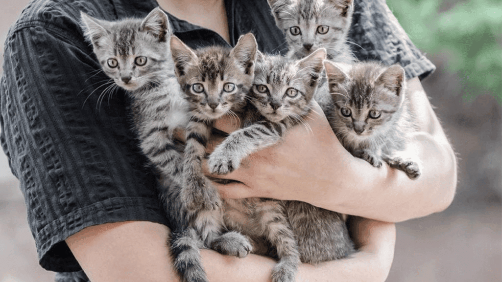 indoor tabby cat life expectancy