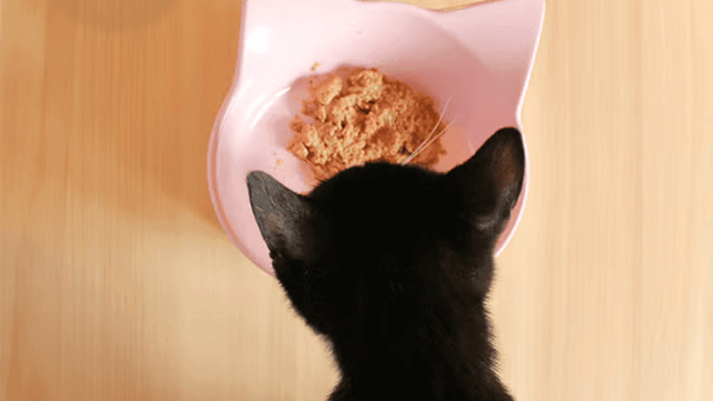 kitten wet food