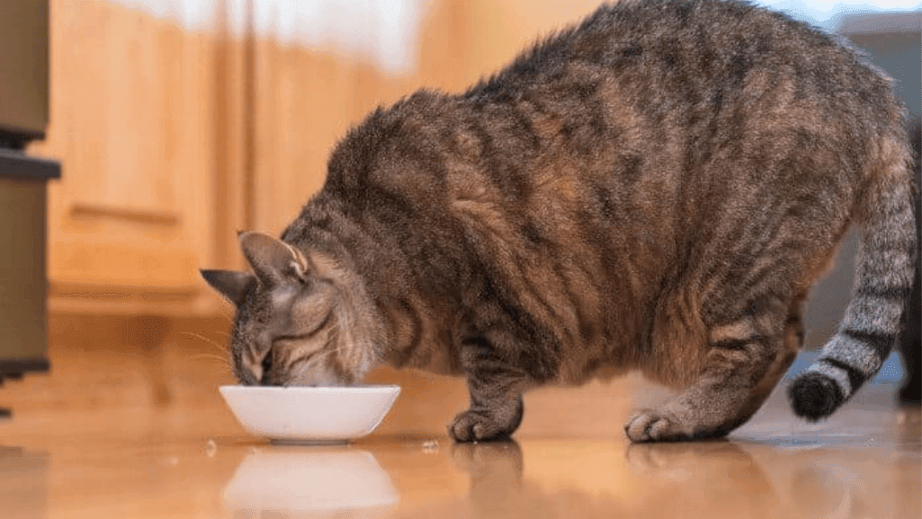 nutritious wet cat food for senior cats