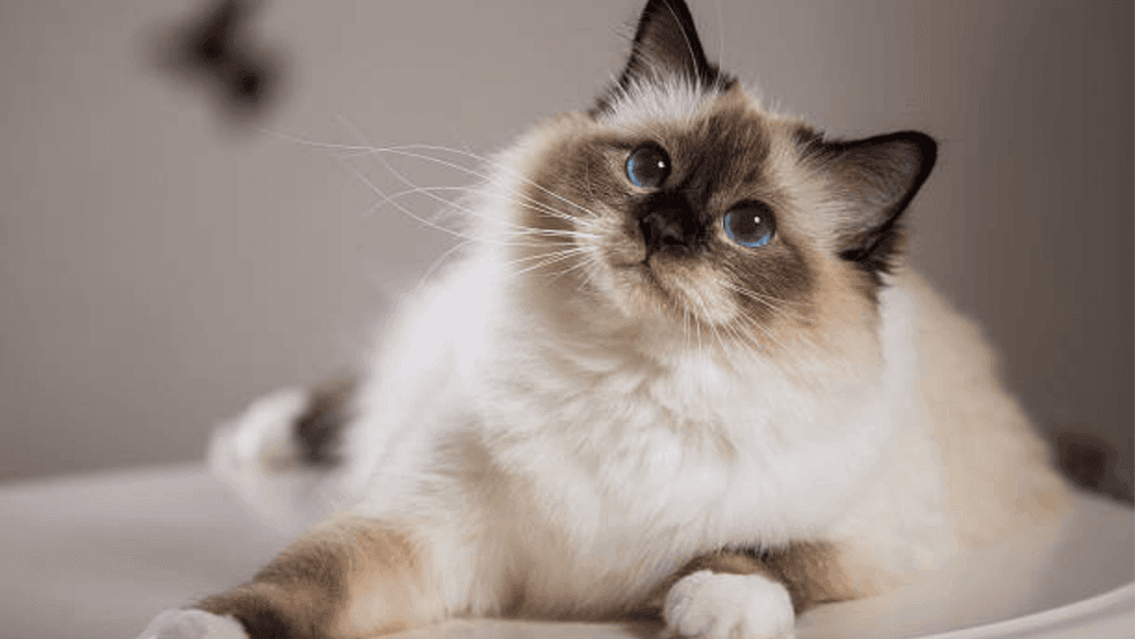most attractive cat eyes