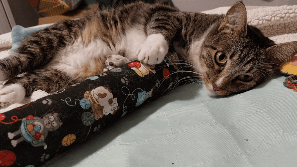playful Manx cat with a child