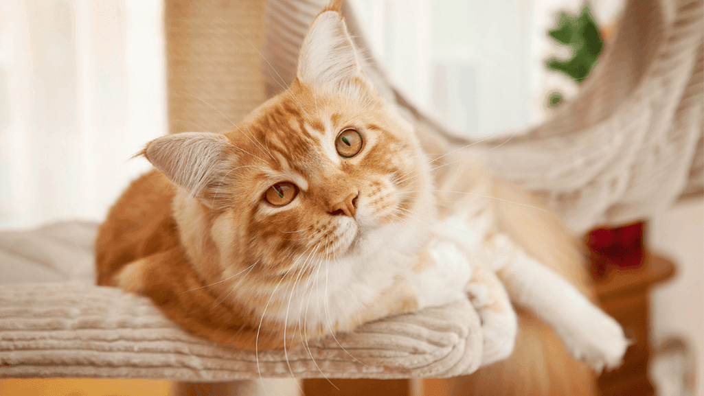 space management for cats