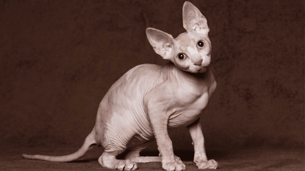 sphynx cat price range
