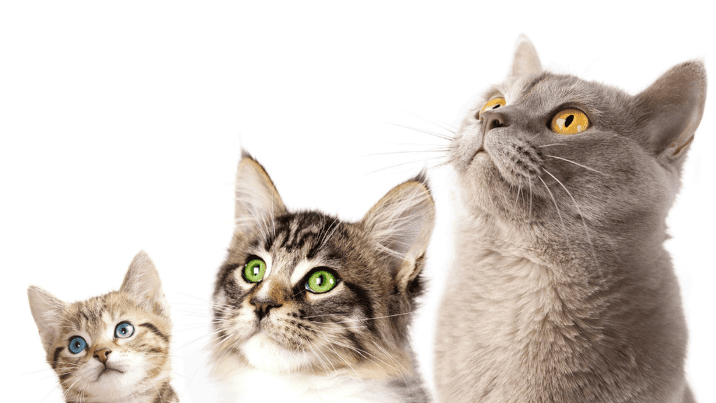 tabby cat aging process and how long do tabby cats live