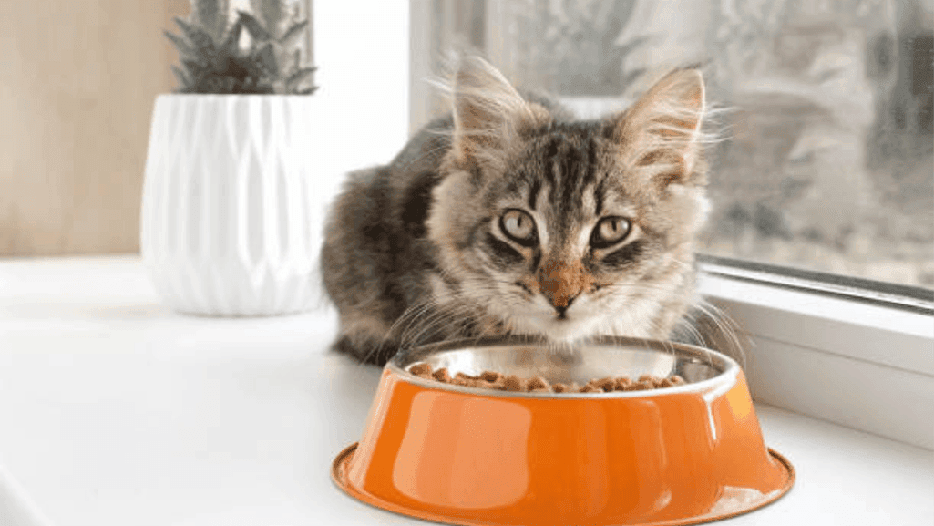 tabby cat diet