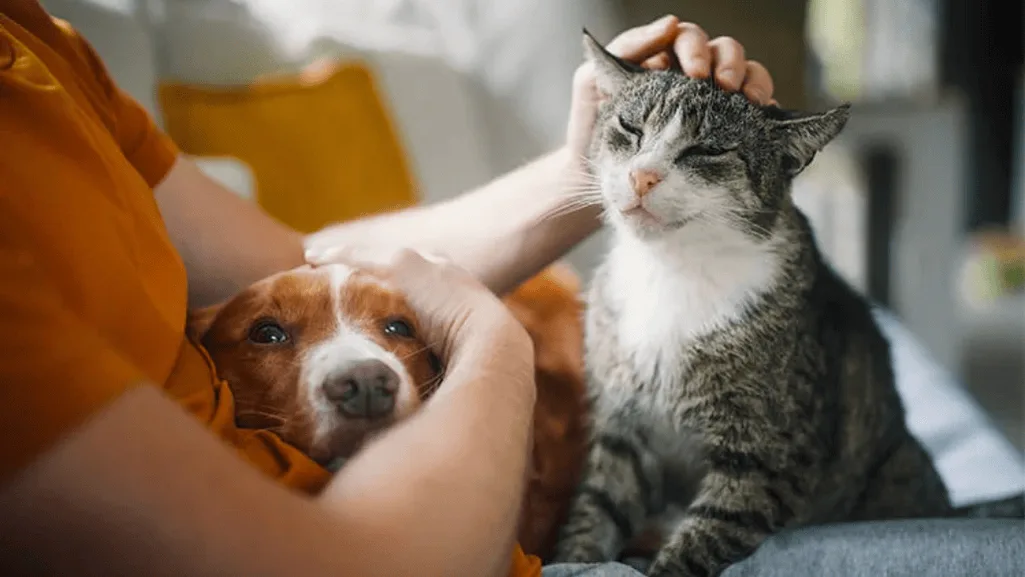 top dog breeds for cat-friendly homes top dog breeds for cat-friendly homes